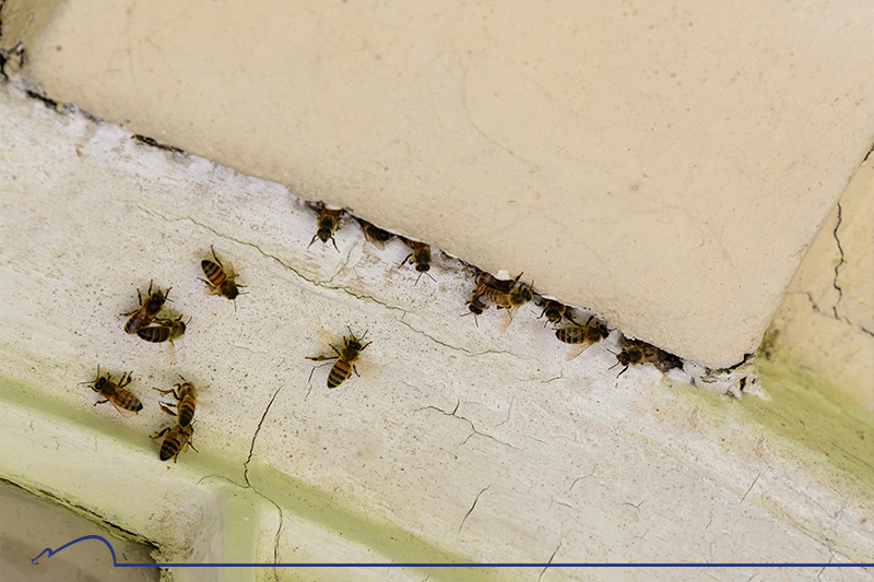 control-abejas