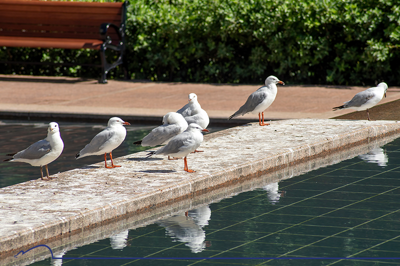 control-aves